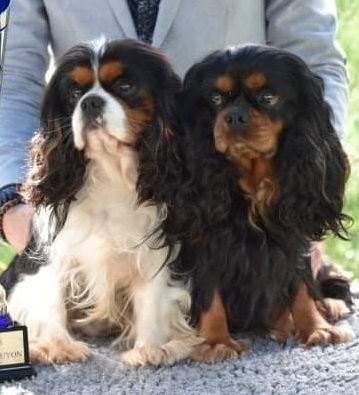 Du puits des sortileges - Résultats exposition canine de SORGES !!