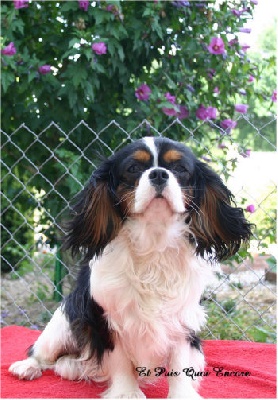 Du puits des sortileges - exposition canine de Cressat !