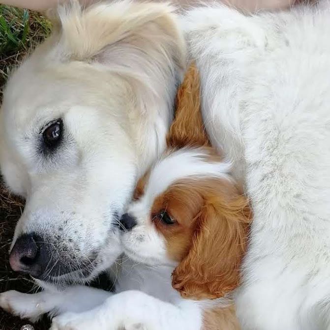 Du puits des sortileges - Tendresse