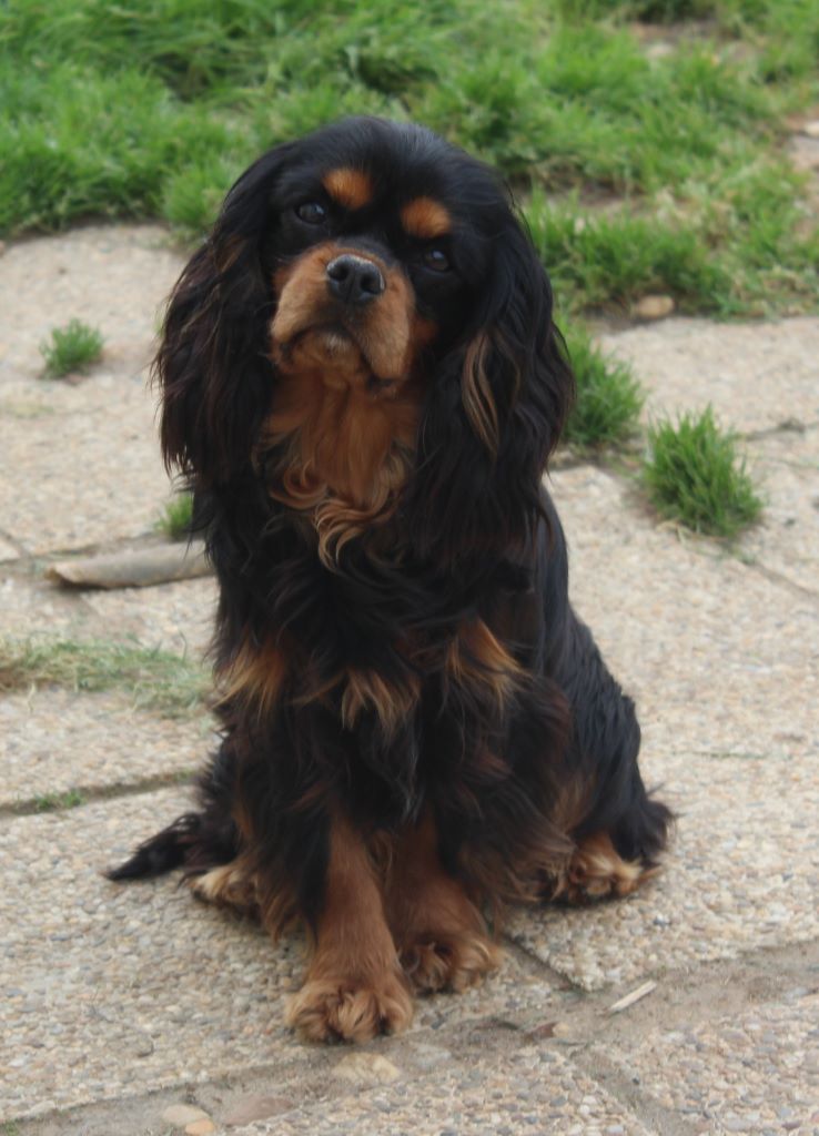 Du puits des sortileges - Résultats exposion canine de Libourne