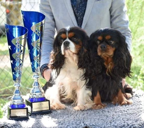 Du puits des sortileges - Résultats exposition canine de Chatel guyon