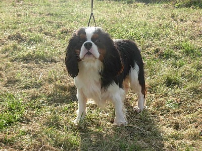 Du puits des sortileges - Celtic Prince, 1er excellent classe jeune male !!