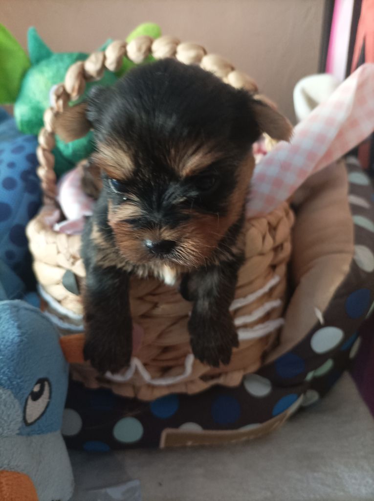 Du puits des sortileges - Chiots disponibles - Yorkshire Terrier