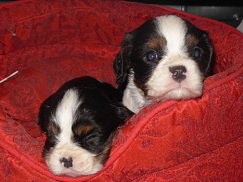 Du puits des sortileges - Cavalier King Charles Spaniel - Portée née le 04/11/2009
