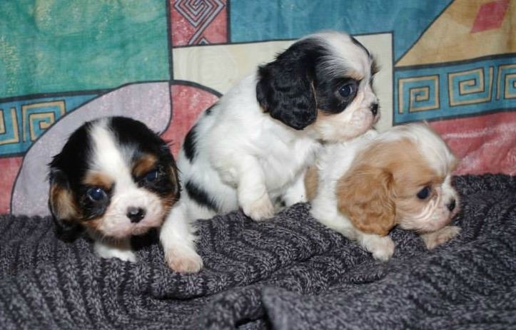 Du puits des sortileges - Cavalier King Charles Spaniel - Portée née le 27/11/2014
