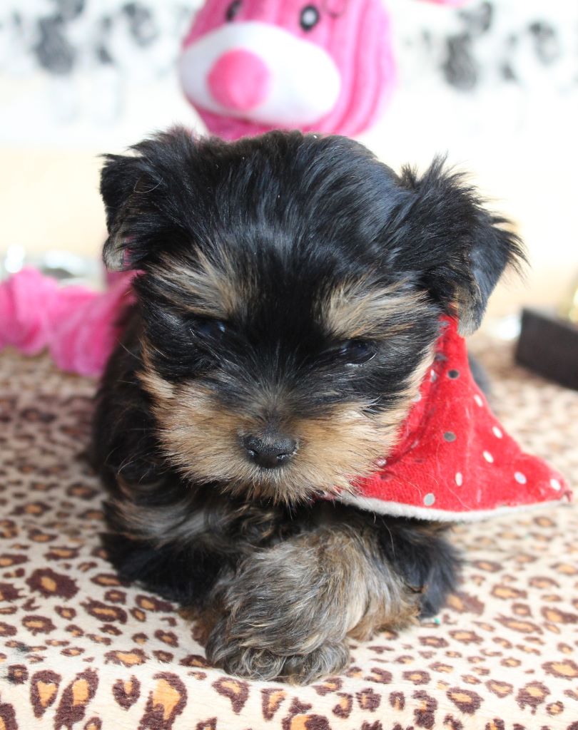 Du puits des sortileges - Yorkshire Terrier - Portée née le 29/09/2017