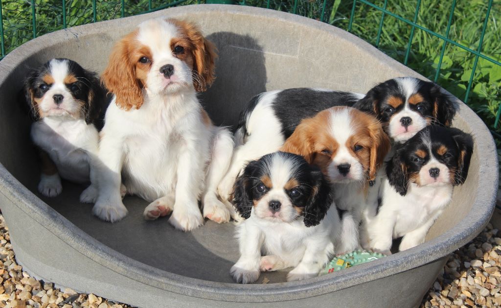 Chiot Cavalier King Charles Spaniel Du puits des sortileges