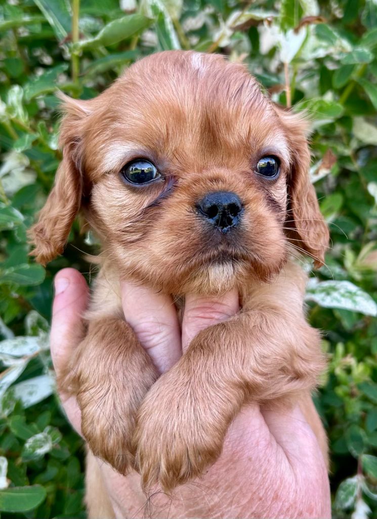 Du puits des sortileges - Chiots disponibles - Cavalier King Charles Spaniel