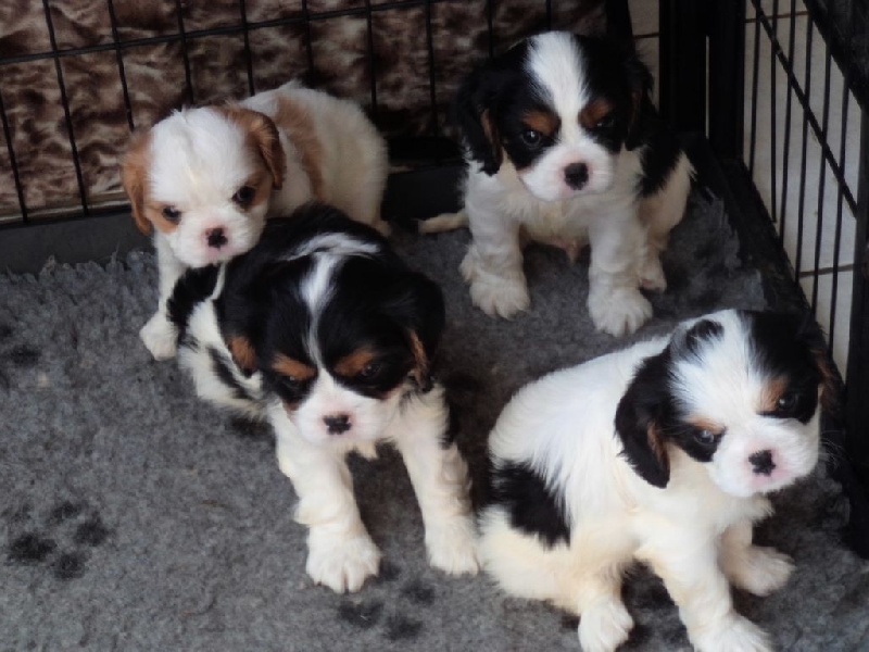 Du puits des sortileges - Cavalier King Charles Spaniel - Portée née le 10/06/2014