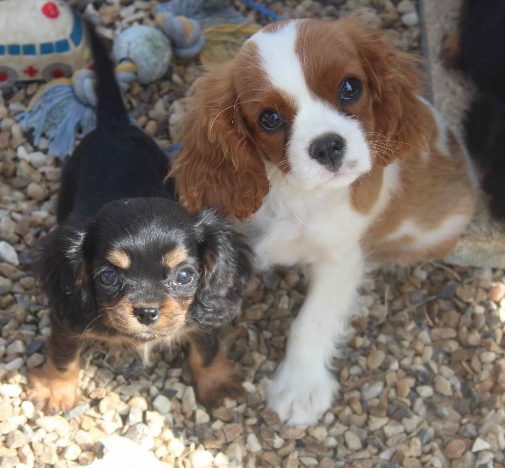 Du puits des sortileges - Cavalier King Charles Spaniel - Portée née le 10/05/2019
