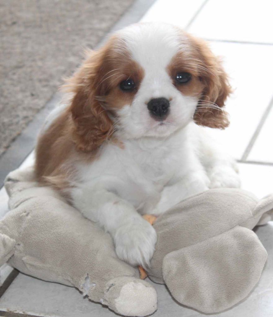 Du puits des sortileges - Cavalier King Charles Spaniel - Portée née le 18/10/2019