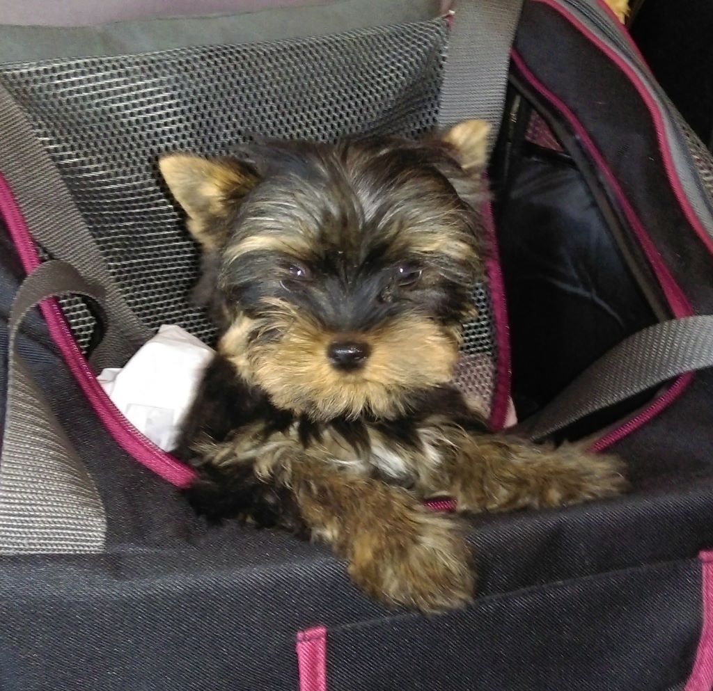 Chiot Yorkshire Terrier Du puits des sortileges