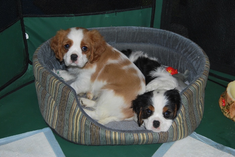 Du puits des sortileges - Cavalier King Charles Spaniel - Portée née le 28/09/2010