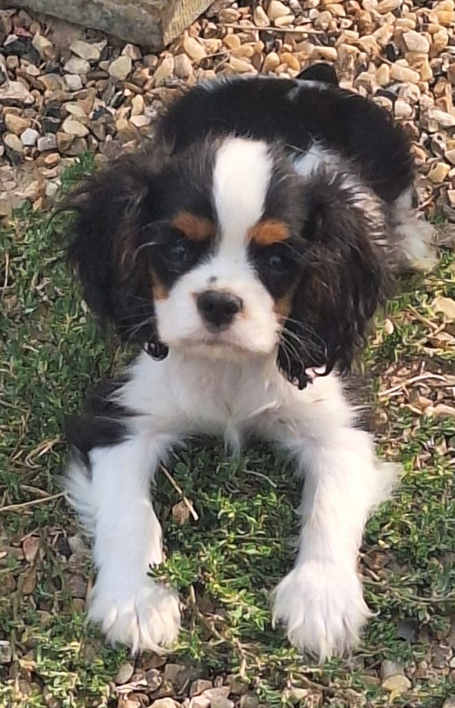 Du puits des sortileges - Chiots disponibles - Cavalier King Charles Spaniel