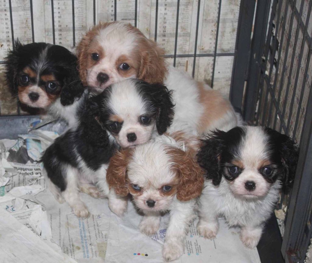 Chiot Cavalier King Charles Spaniel Du puits des sortileges