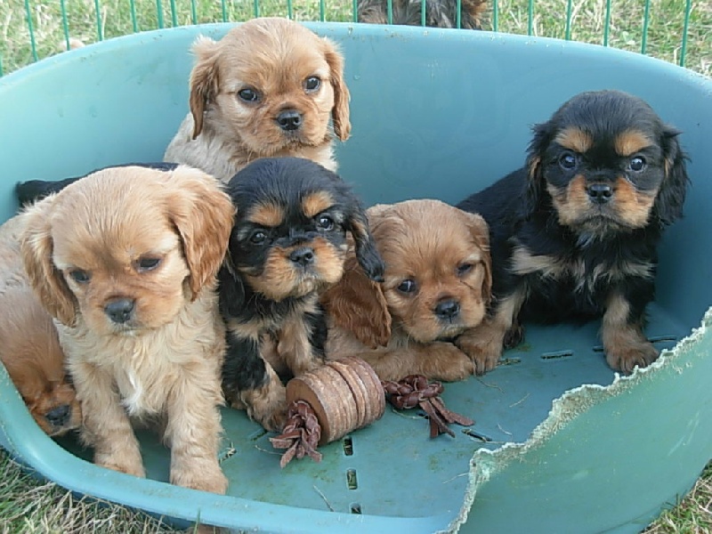 Du puits des sortileges - Cavalier King Charles Spaniel - Portée née le 02/02/2009