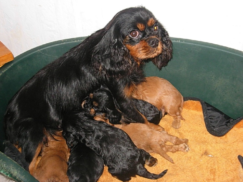 Du puits des sortileges - Cavalier King Charles Spaniel - Portée née le 22/06/2011