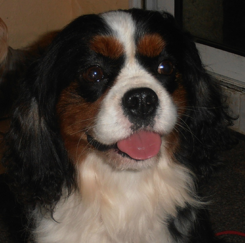 Du puits des sortileges - Cavalier King Charles Spaniel - Portée née le 16/10/2012