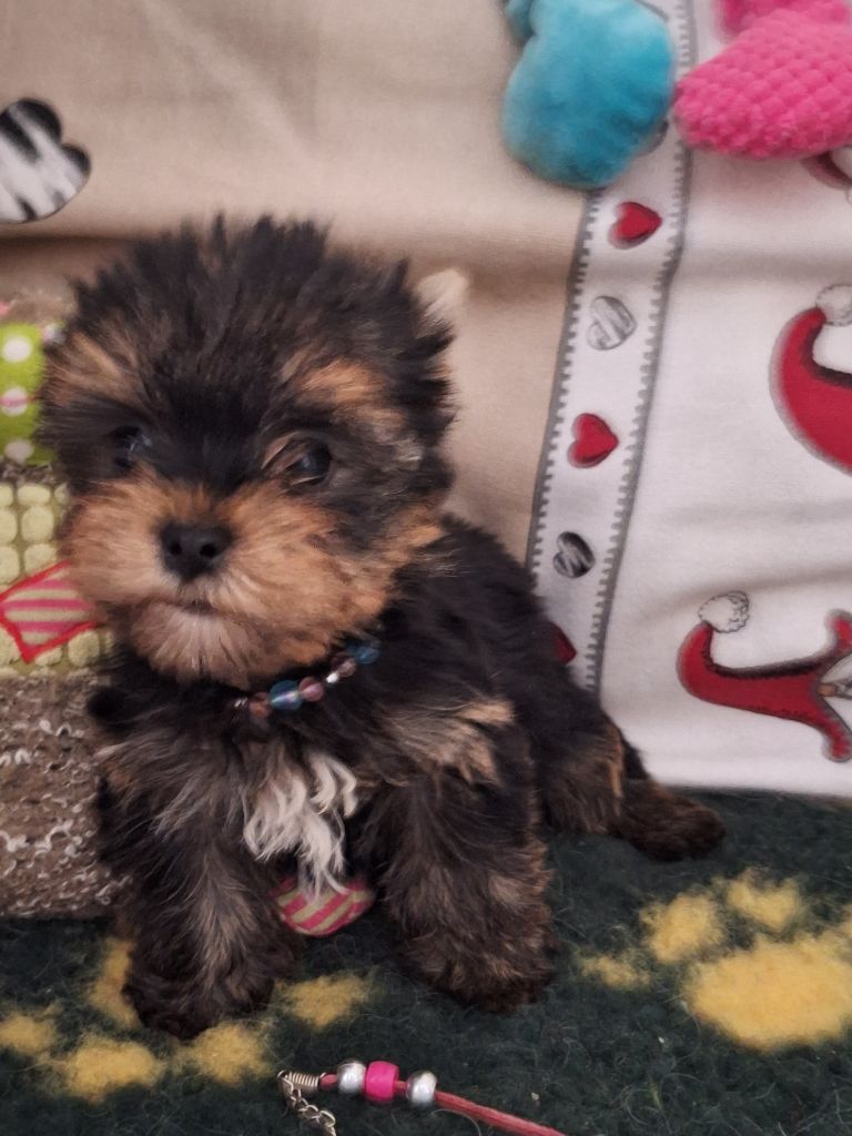 Du puits des sortileges - Yorkshire Terrier - Portée née le 27/04/2023