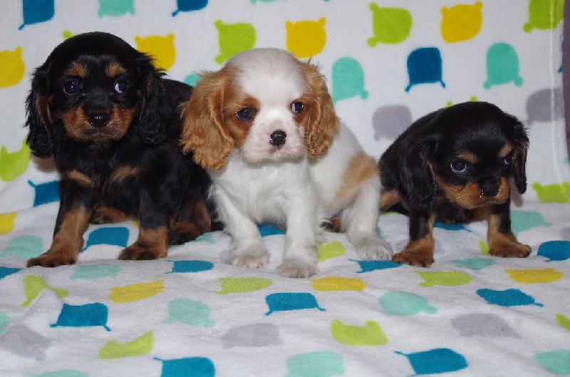 Du puits des sortileges - Cavalier King Charles Spaniel - Portée née le 14/09/2016