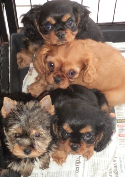 Du puits des sortileges - Cavalier King Charles Spaniel - Portée née le 02/10/2015