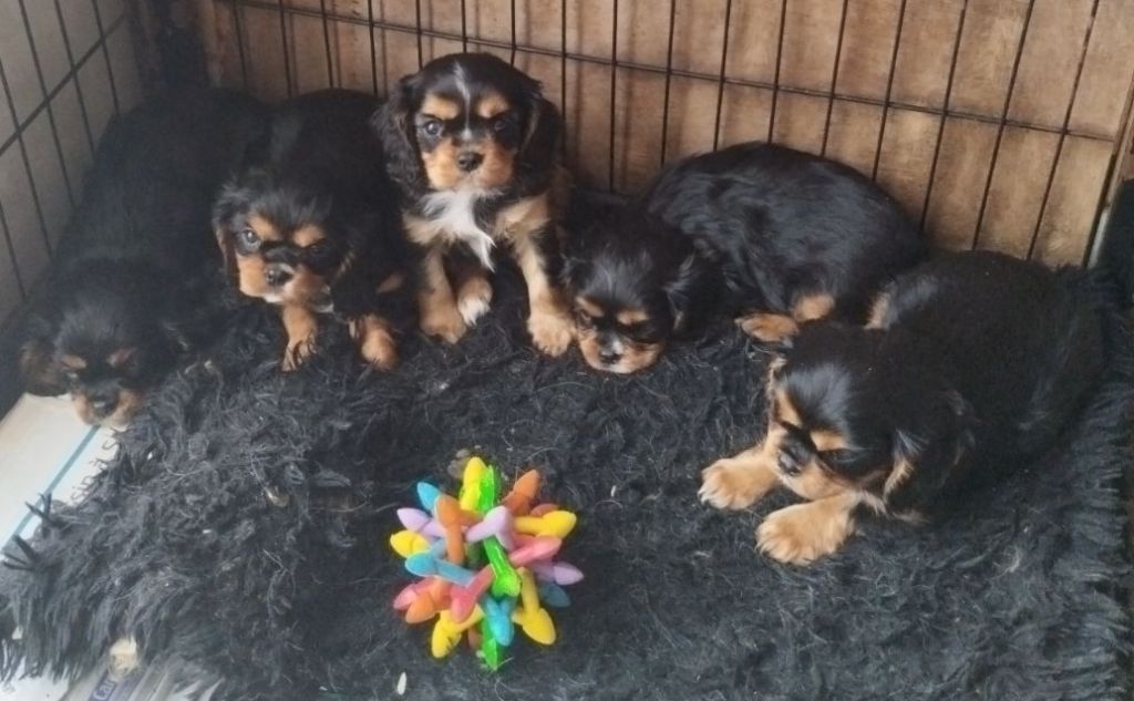 Du puits des sortileges - Cavalier King Charles Spaniel - Portée née le 13/02/2024
