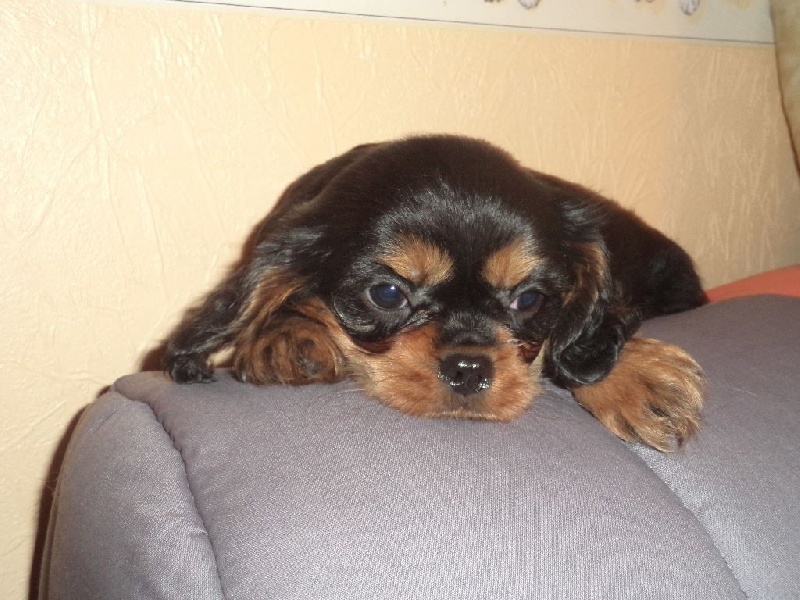 Du puits des sortileges - Cavalier King Charles Spaniel - Portée née le 08/11/2015