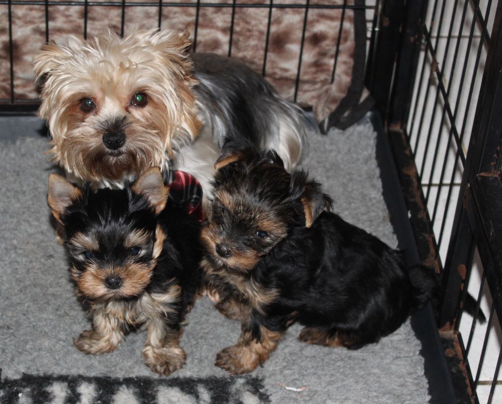 Du puits des sortileges - Yorkshire Terrier - Portée née le 22/09/2017