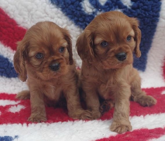 Du puits des sortileges - Cavalier King Charles Spaniel - Portée née le 12/05/2016