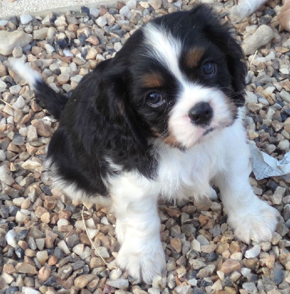 Du puits des sortileges - Cavalier King Charles Spaniel - Portée née le 18/07/2016