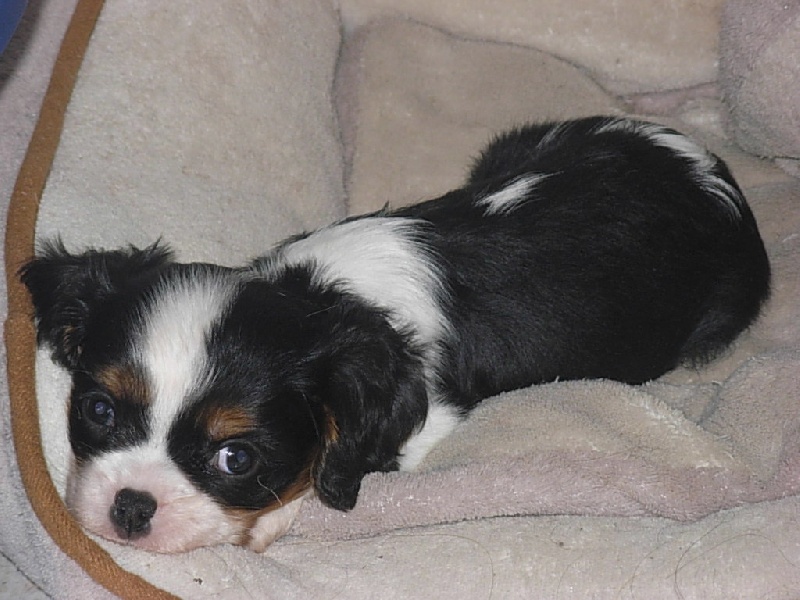 Du puits des sortileges - Cavalier King Charles Spaniel - Portée née le 28/07/2009