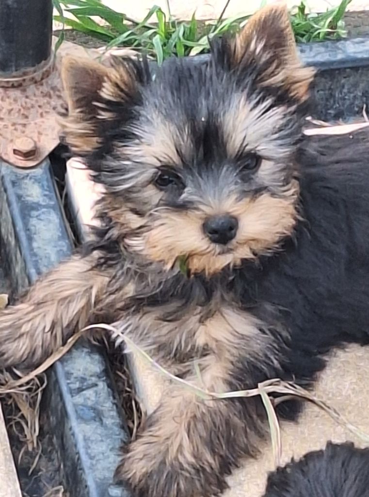 Du puits des sortileges - Chiots disponibles - Yorkshire Terrier