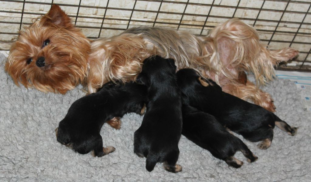 Du puits des sortileges - Yorkshire Terrier - Portée née le 13/05/2017