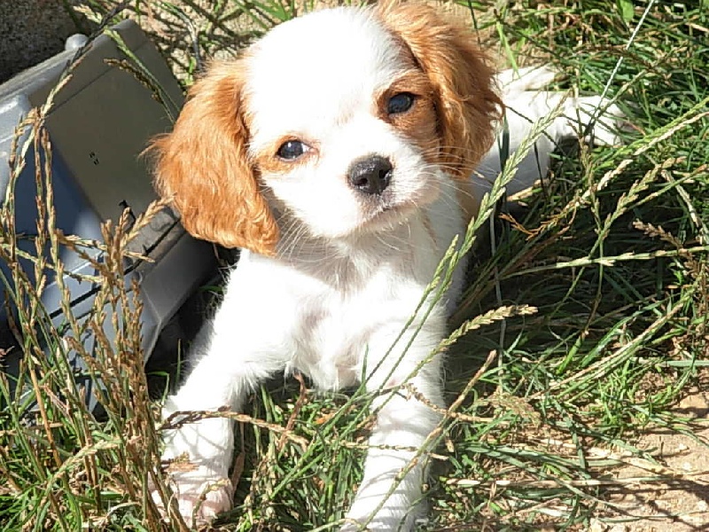 Du puits des sortileges - Cavalier King Charles Spaniel - Portée née le 28/05/2010