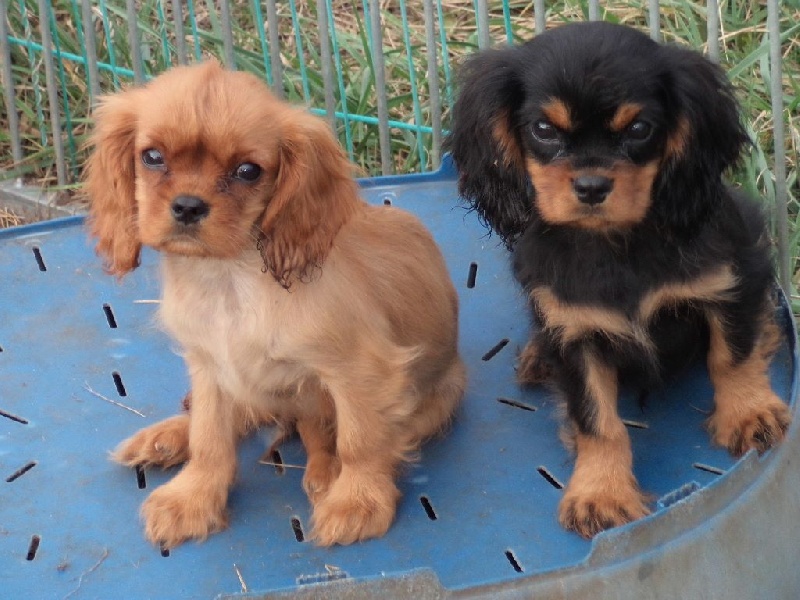 Du puits des sortileges - Cavalier King Charles Spaniel - Portée née le 17/07/2014