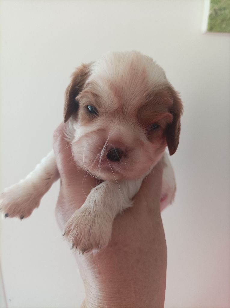 Du puits des sortileges - Chiots disponibles - Cavalier King Charles Spaniel