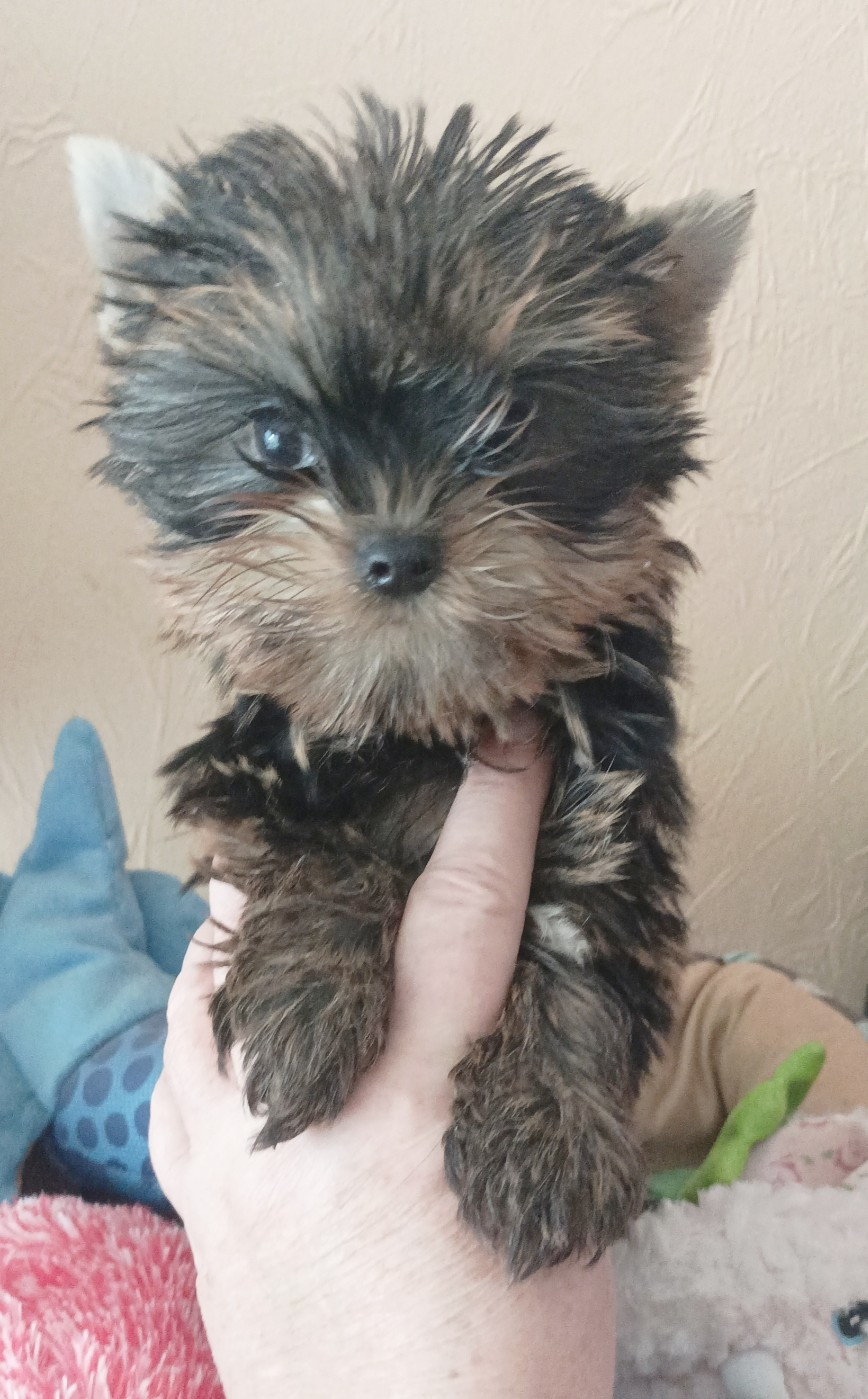 Du puits des sortileges - Chiots disponibles - Yorkshire Terrier