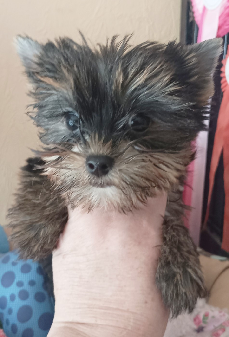 Du puits des sortileges - Chiots disponibles - Yorkshire Terrier