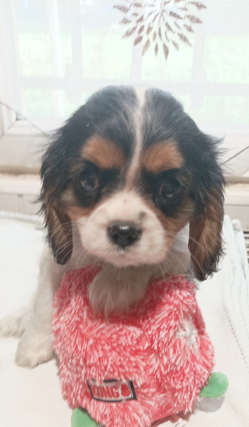 Du puits des sortileges - Chiots disponibles - Cavalier King Charles Spaniel