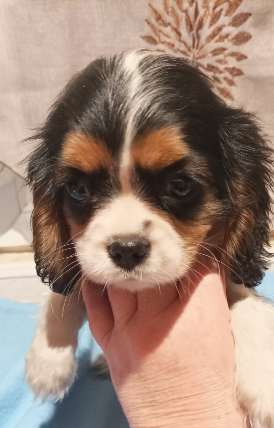 Du puits des sortileges - Cavalier King Charles Spaniel - Portée née le 13/10/2025