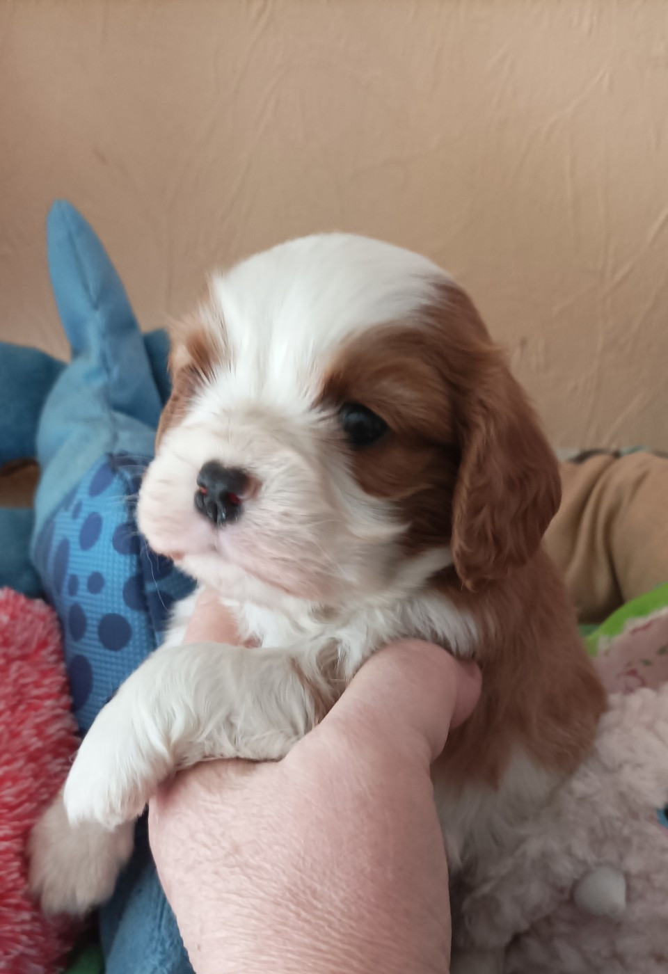Du puits des sortileges - Chiots disponibles - Cavalier King Charles Spaniel