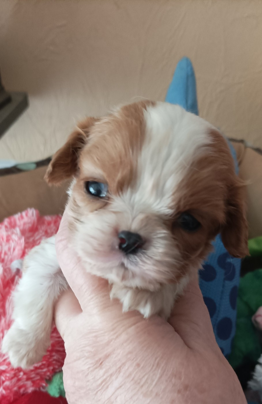 Du puits des sortileges - Chiots disponibles - Cavalier King Charles Spaniel