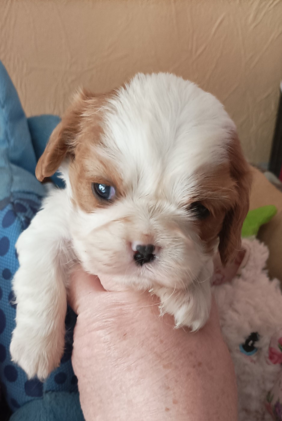 Chiot Cavalier King Charles Spaniel Du puits des sortileges