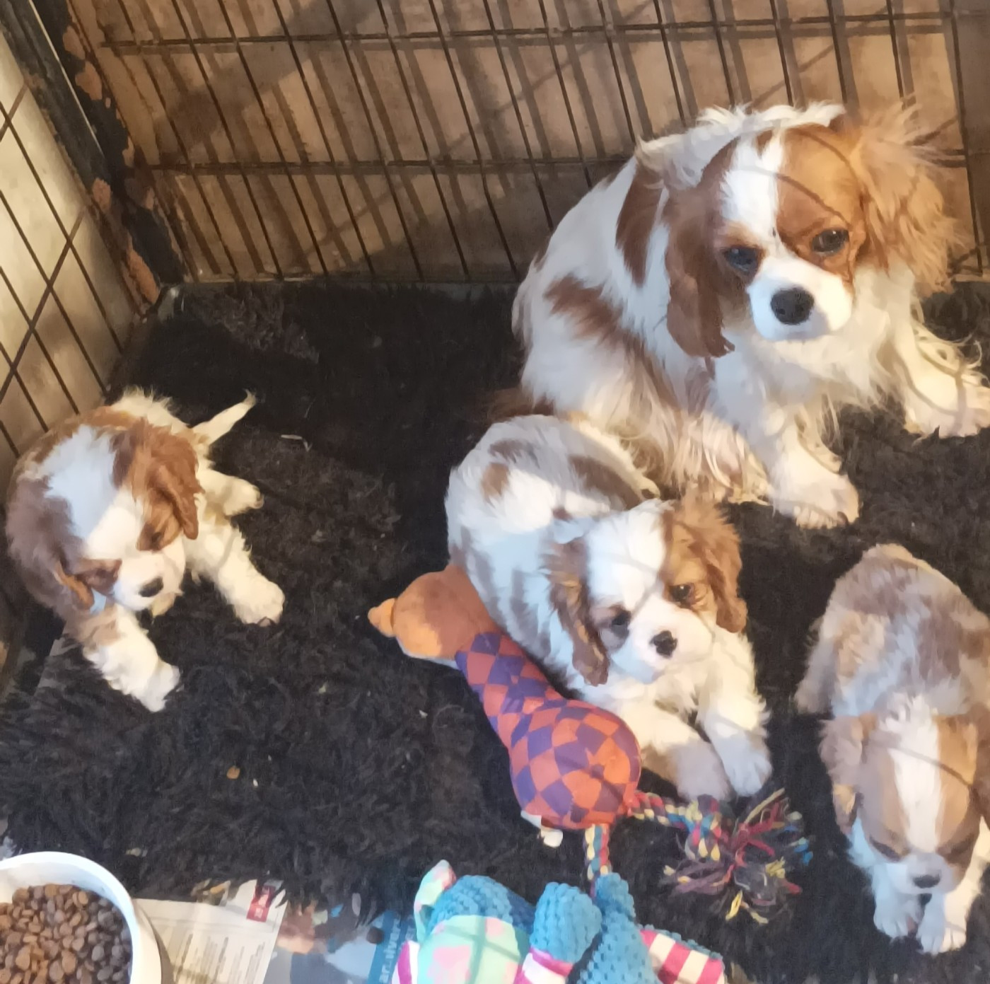 Chiot Cavalier King Charles Spaniel Du puits des sortileges