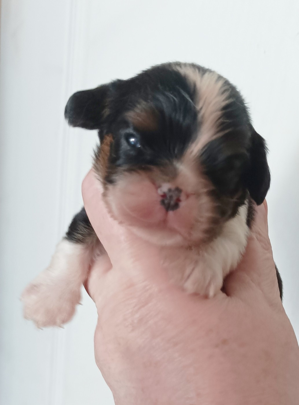 Du puits des sortileges - Chiots disponibles - Cavalier King Charles Spaniel