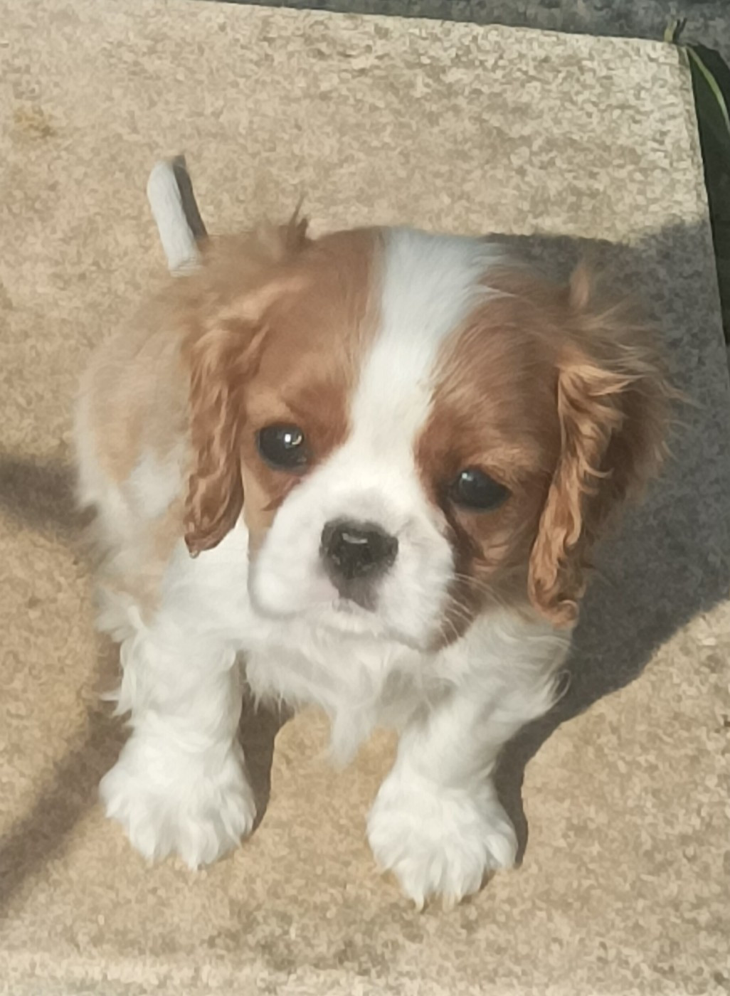 Du puits des sortileges - Chiots disponibles - Cavalier King Charles Spaniel