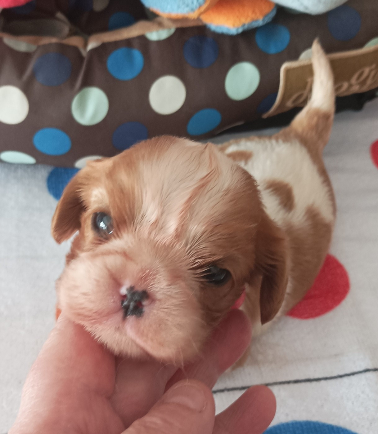 Du puits des sortileges - Chiots disponibles - Cavalier King Charles Spaniel