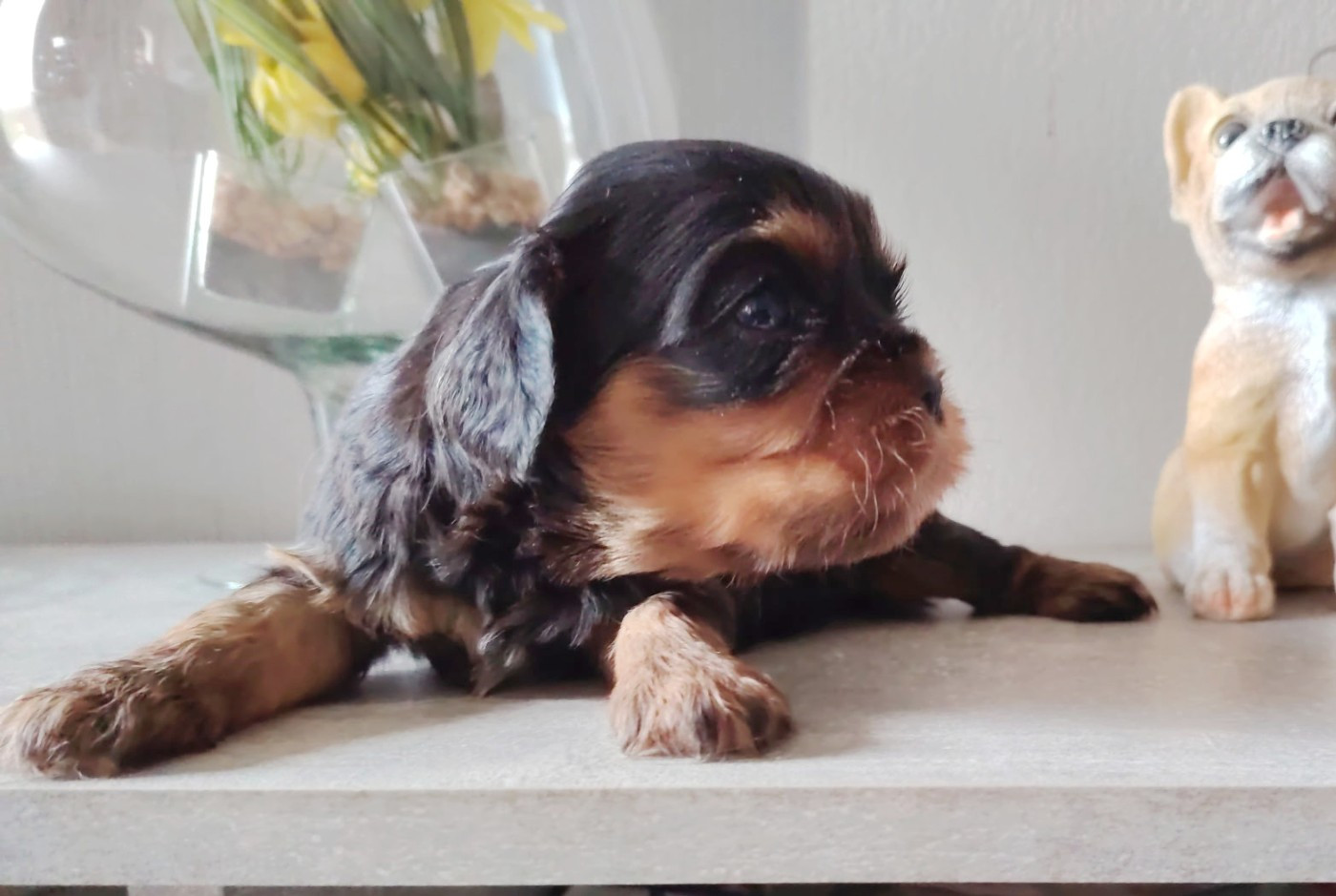 Du puits des sortileges - Chiots disponibles - Cavalier King Charles Spaniel