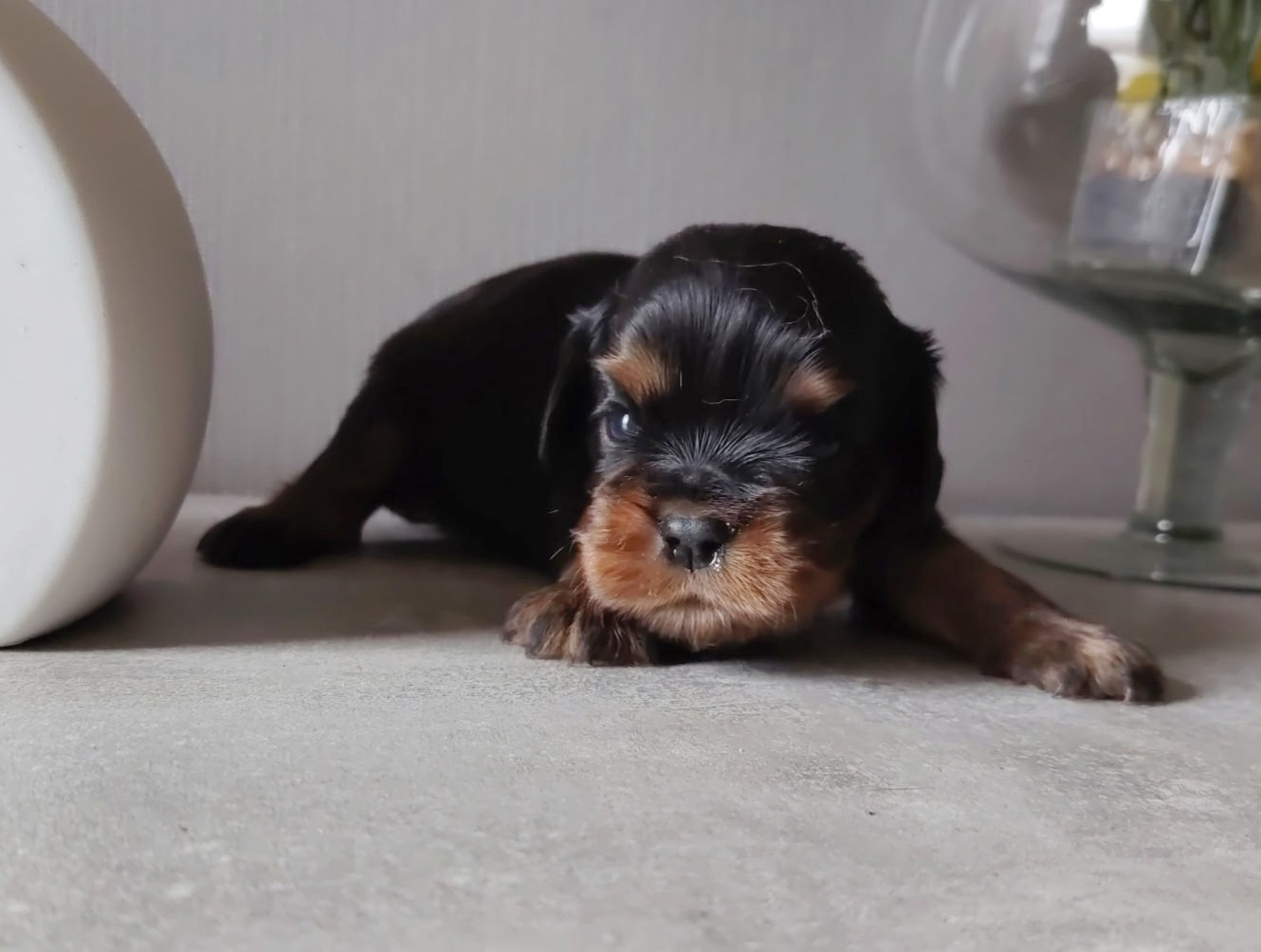 Du puits des sortileges - Chiots disponibles - Cavalier King Charles Spaniel