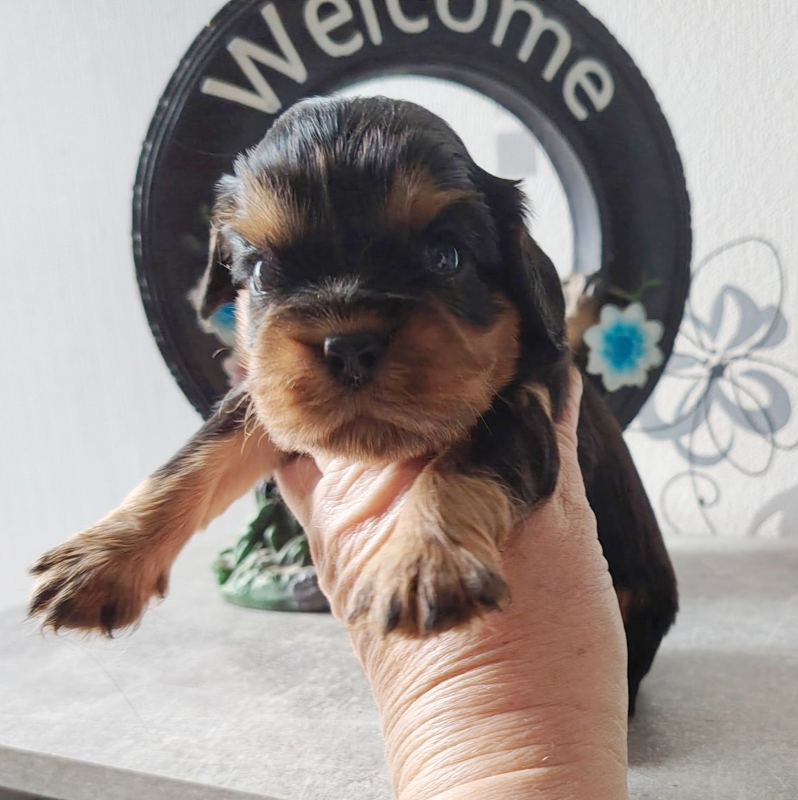 Du puits des sortileges - Chiots disponibles - Cavalier King Charles Spaniel